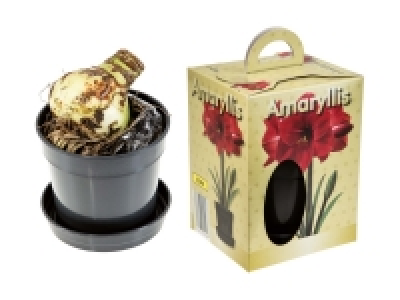 Amaryllis Pot Bulb in Gift Box
