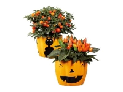 Pumpkin Plant