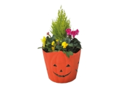 Lidl  Pumpkin Planter