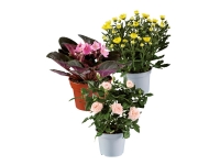 Lidl  Flowering Plant Selection