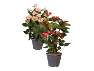 Anthurium Andreanum