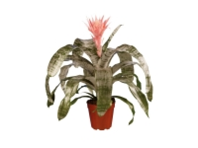 Lidl  Aechmea Primera