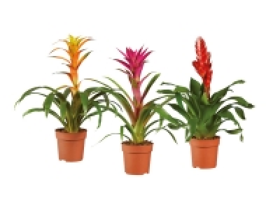 Lidl  Vriesea < Guzmania Selection