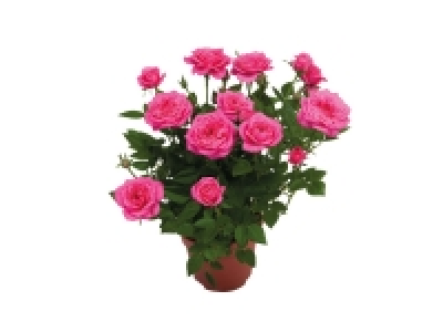 Mini Rose 2.69 €