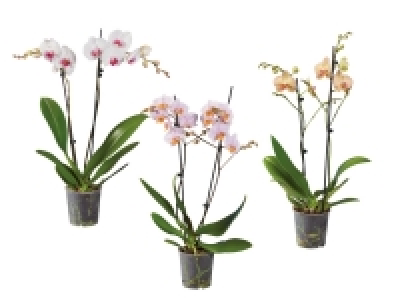 2 Stem Orchid 8.99 €