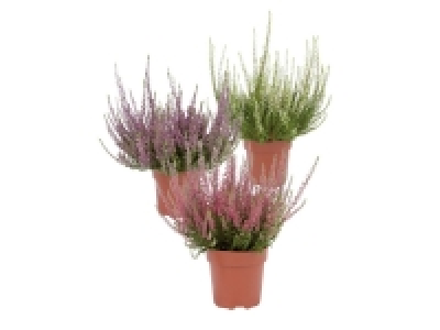 Large Calluna Heather 2.79 €
