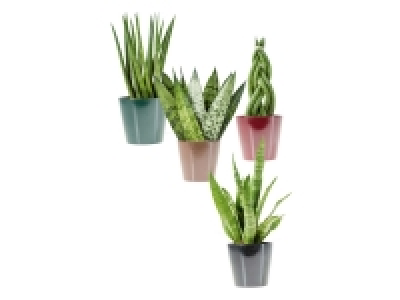 Lidl  Sansevieria Selection