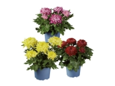 Lidl  Chrysanthemum Ball