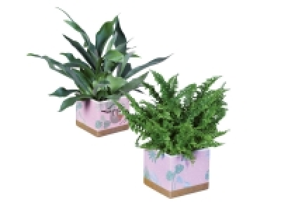 Lidl  Indoor Fern Selection