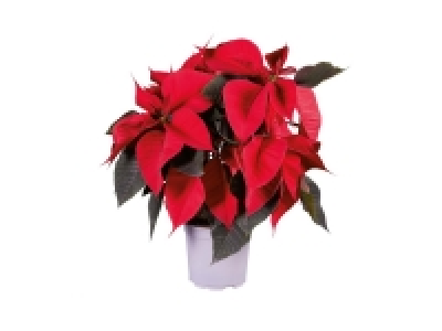 Lidl  Poinsettias