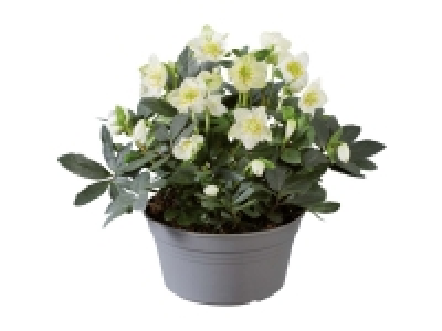 Lidl  Christmas Rose Bowl