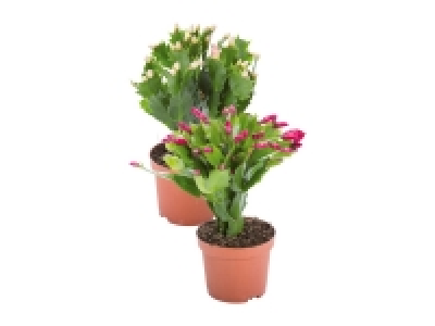 Lidl  Christmas Cactus