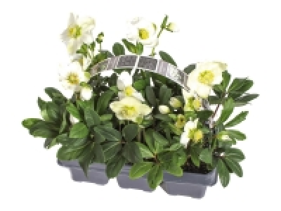 Lidl  Christmas Rose (Helleborus Niger)