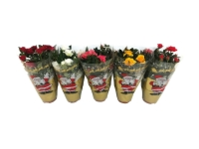 Lidl  Mini Rose (in Christmas packaging)