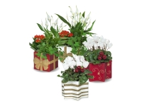 Lidl  Festive Gift Plant