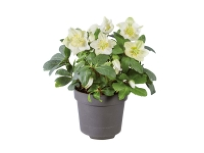 Christmas Rose