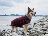 Lidl  Dog Jumper / Dog Coat
