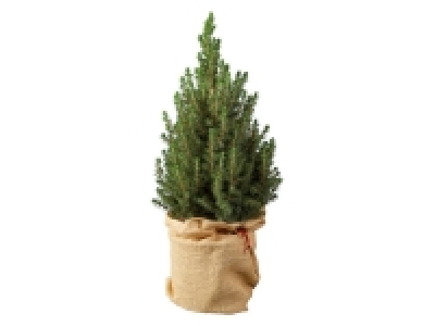 Lidl  Potted Christmas Tree