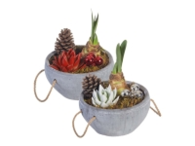 Amaryllis Planter