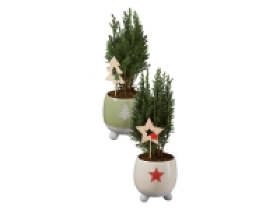 Lidl  Mini Tree in Ceramic Pot