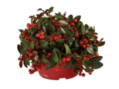 Lidl  Gaultheria Red Berry Bowl