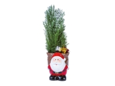 Santa Conifer