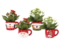 Lidl  Christmas Cup Plant