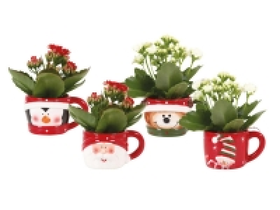 Christmas Cup Plant