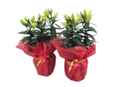 Lidl  Christmas Oriental Lily