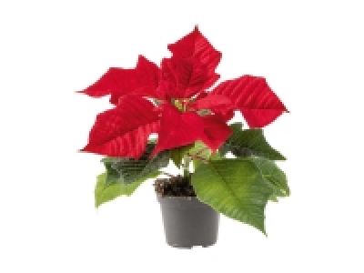 Mini Poinsettia