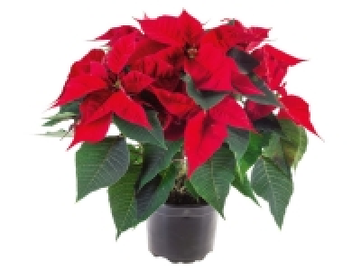 Lidl  Large Poinsettia