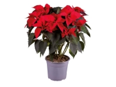 Extra Large Poinsettia