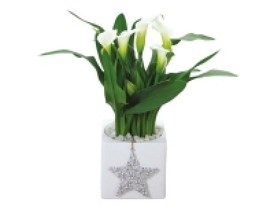 Christmas Calla Lily
