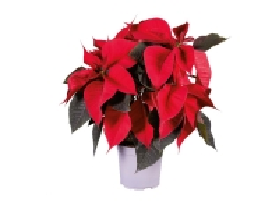 Lidl  Medium Poinsettia