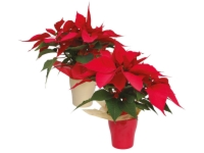 Lidl  Premium Poinsettia