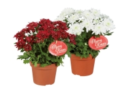 Christmas Pot Mum