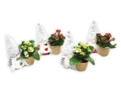 Christmas Gnome Plant