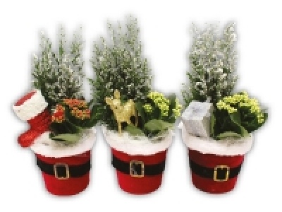 Lidl  Plant in Santa Pot