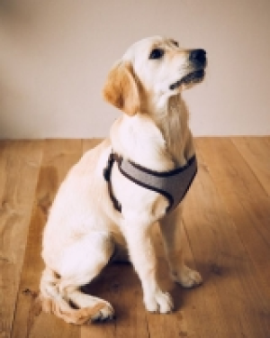 Dunnes Stores  Herringbone Pet Harness