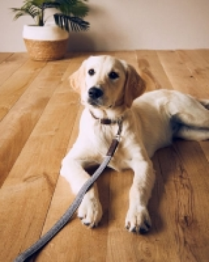 Herringbone Pet Lead And Collar