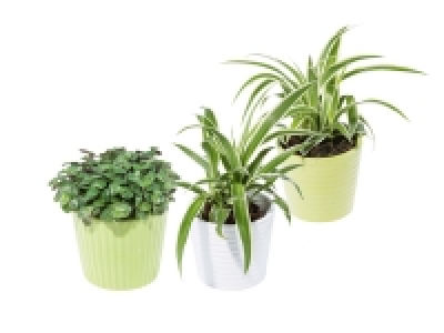 Succulent in Pot
