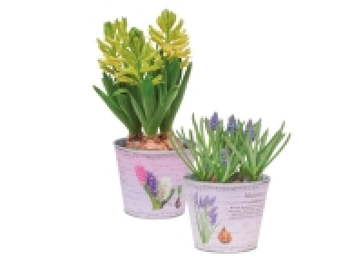 Potted Bulb Selection