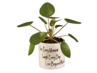 Money Plant
