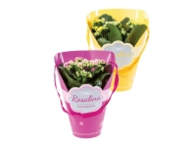 Kalanchoe in Pot Cover