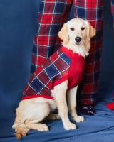 Dunnes Stores  Christmas Check Dog Pyjamas