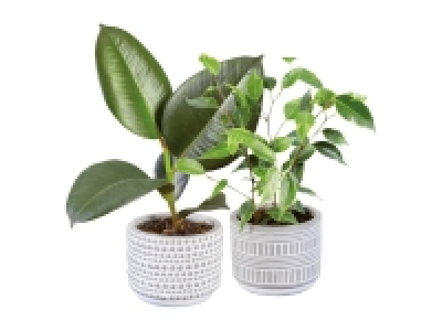 Lidl  Small Houseplant in Ceramic Pot