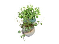 Lidl  Mini Succulent in Ceramic Pot