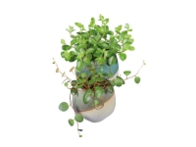 Mini Succulent in Ceramic Pot