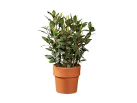 Lidl  Potted Herbs