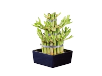 Lidl  Lucky Bamboo